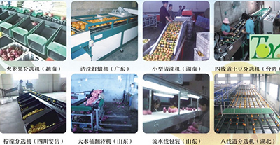 臺灣吉農牌水果分選機：分類及產地