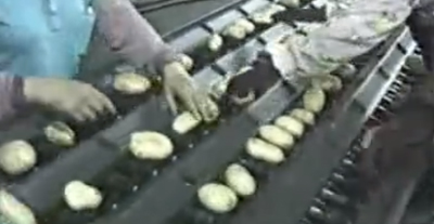 土豆四線道分級